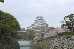 姫路城と桜４
