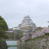 姫路城と桜４