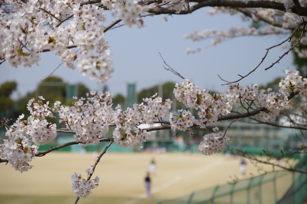 桜と野球