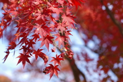 秋散歩 紅葉
