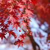 秋散歩 紅葉