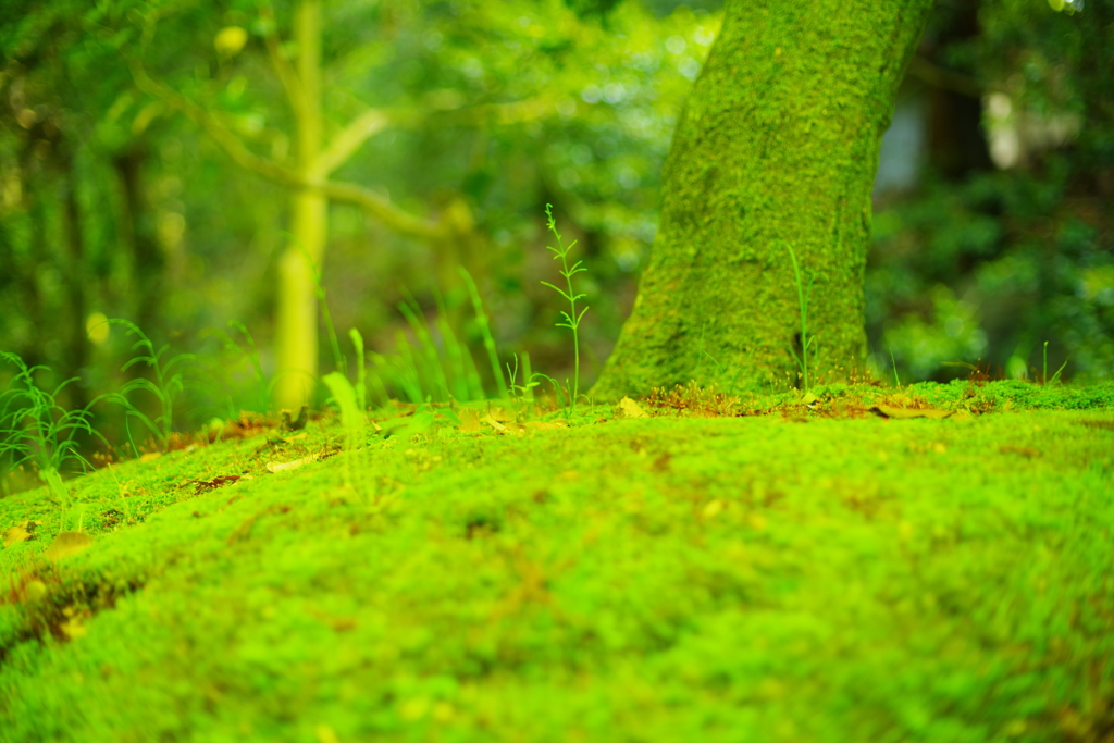 苔の森