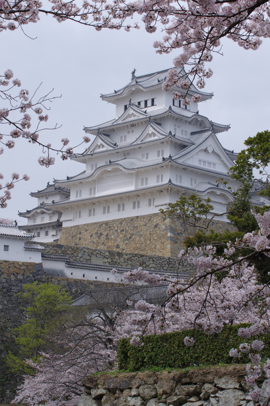 姫路城と桜２