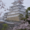 姫路城と桜２