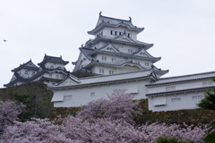 姫路城と桜１