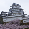 姫路城と桜１