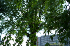 雨の小江戸　３