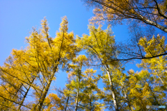 ２０紅葉　戦場ヶ原