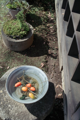 四万騎農園にて　２