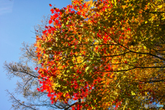 ２０紅葉　戦場ヶ原