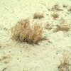 春の舞小浜３