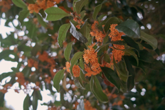 秋のお知らせ４