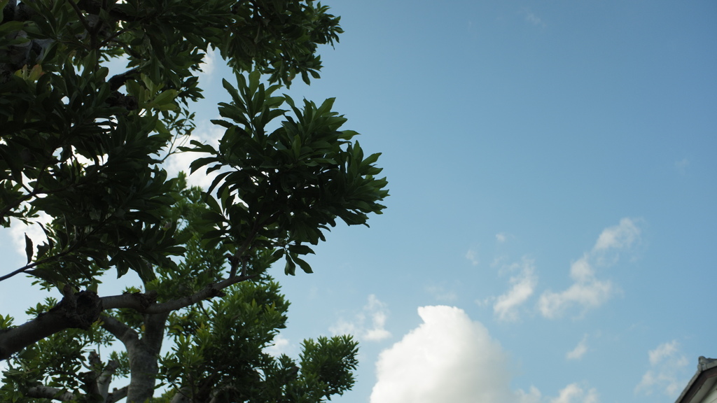 夏空の元２