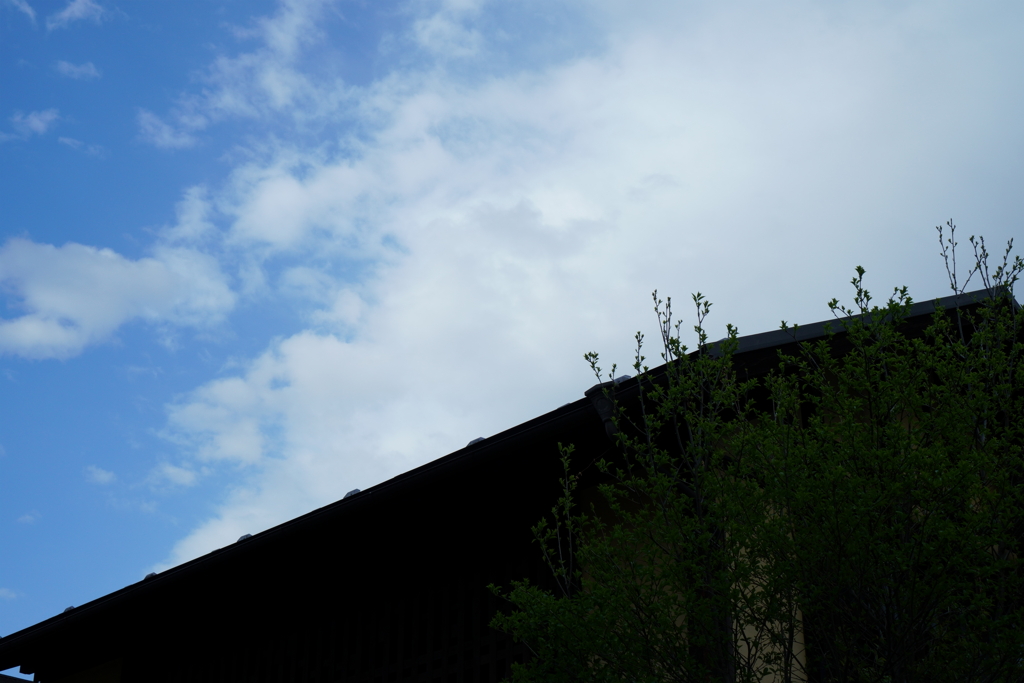 雨上がりの小江戸１２