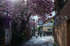 雨上がりの小江戸７