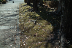 冬の散歩道３