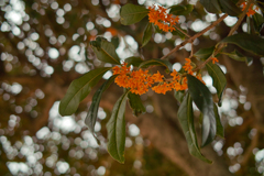 秋のお知らせ３