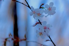 山桜