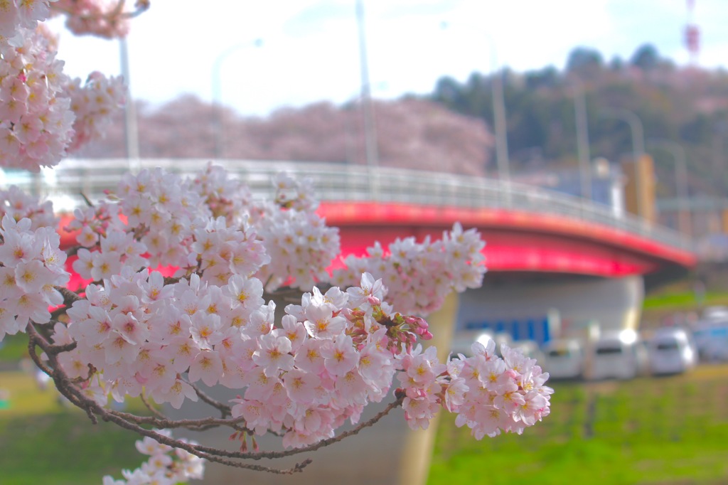 桜