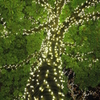 光の木