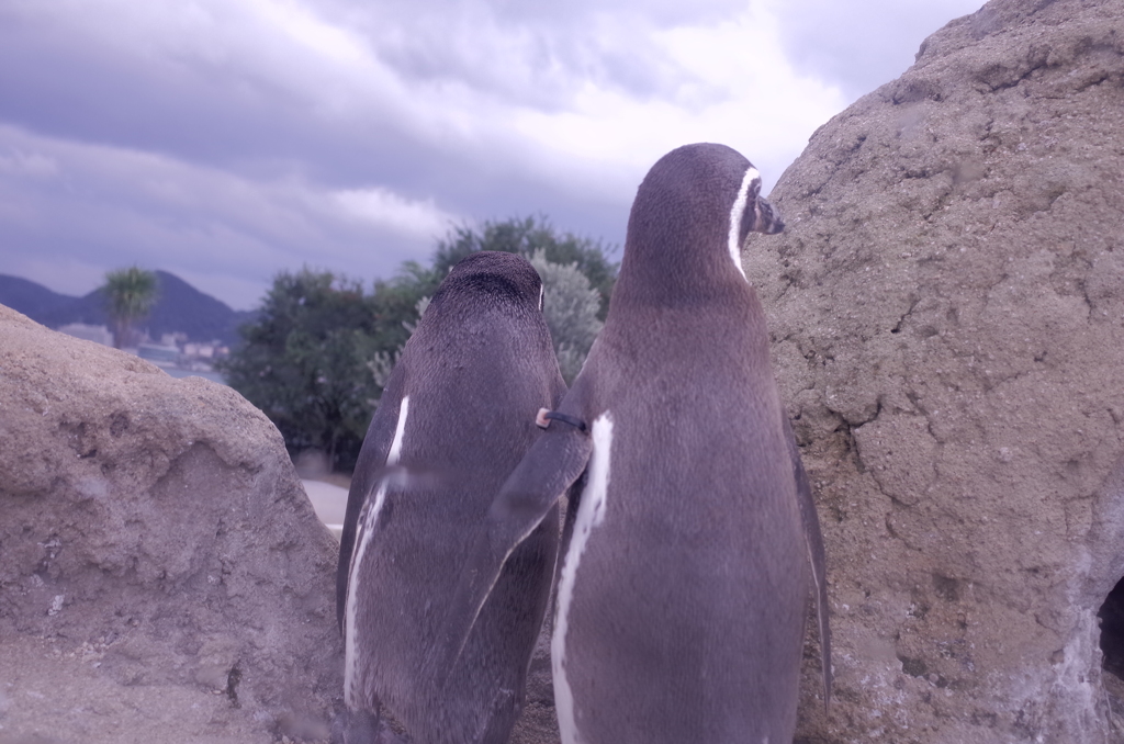 ペンギンの背中
