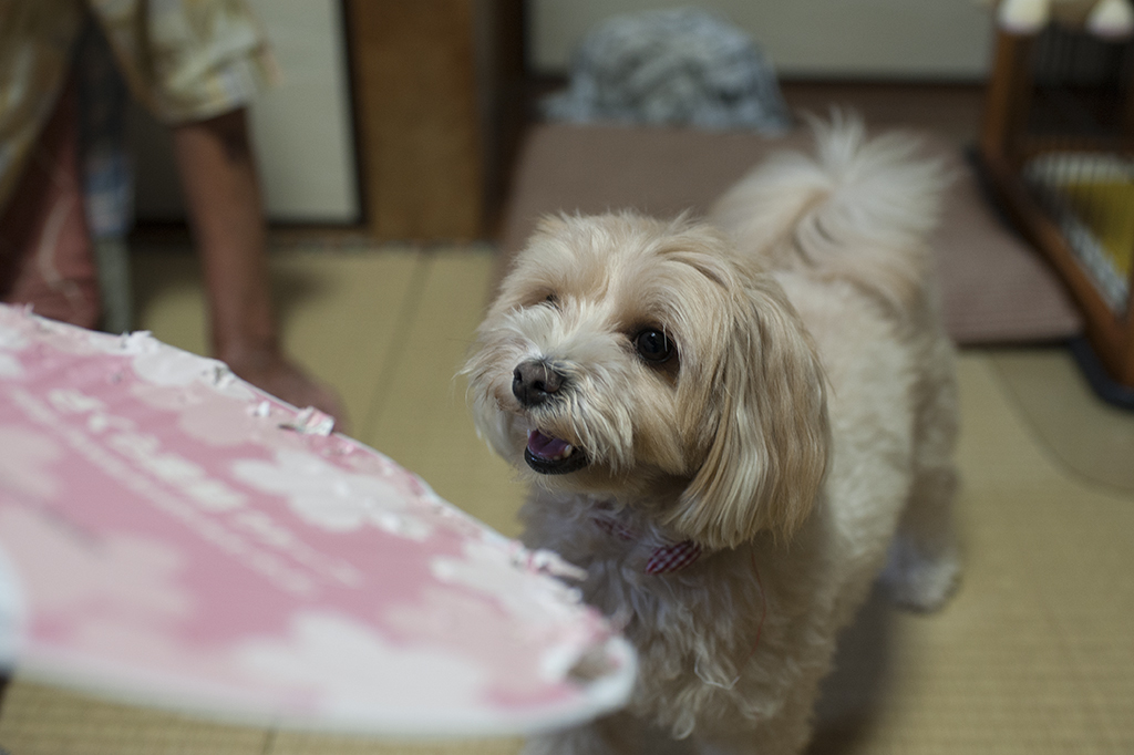 我が家の愛犬　チャミ
