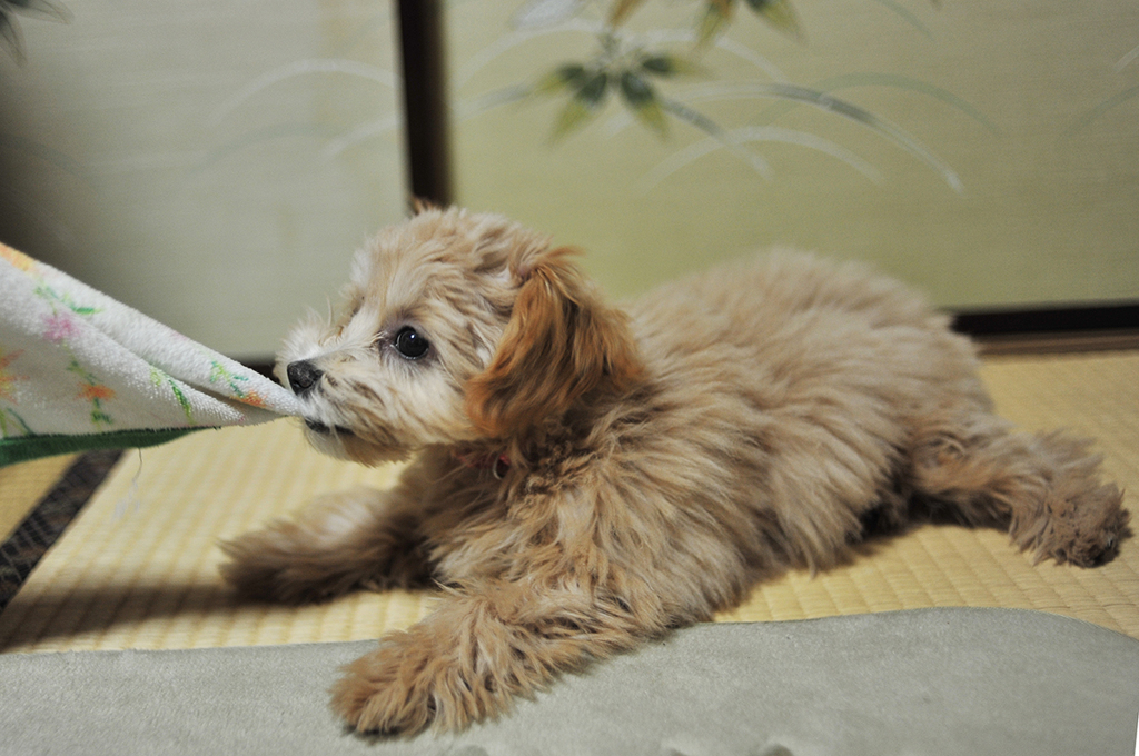 我が家の愛犬「チャミ」