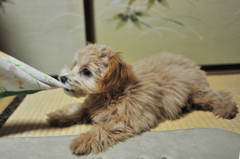 我が家の愛犬「チャミ」