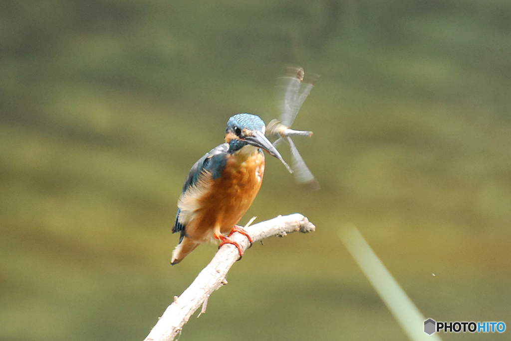 カワセミに突撃するトンボ