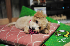 我が家の愛犬「チャミ」