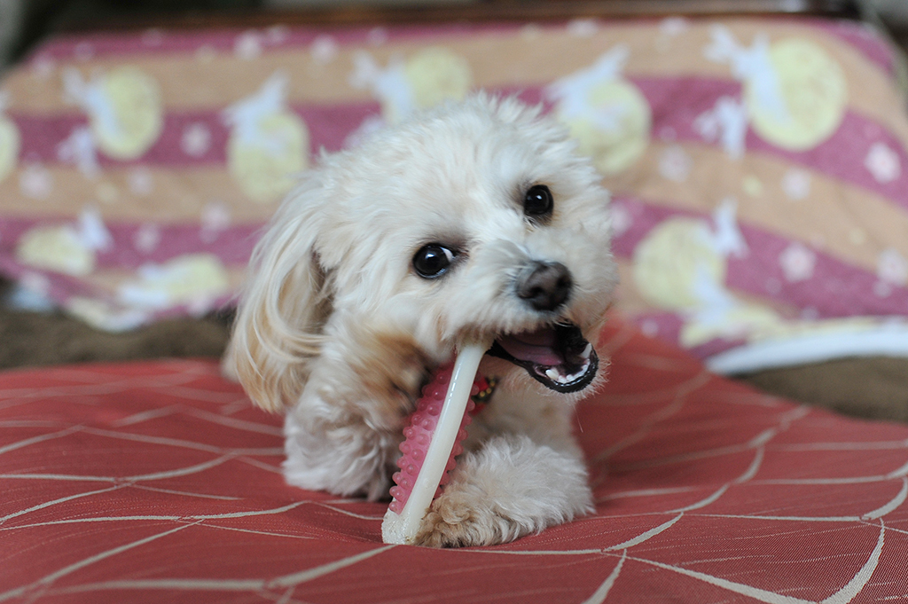 我が家の愛犬「チャミ」