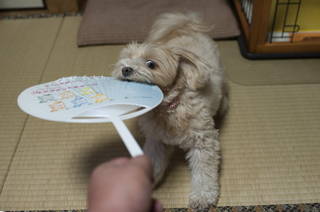 我が家の愛犬　お転婆　チャミ