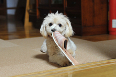 我が家の愛犬「チャミ」