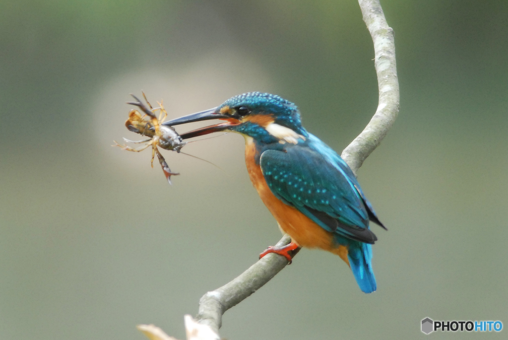 ザリガニくんを捕まえるカワセミ