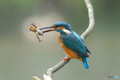 ザリガニくんを捕まえるカワセミ