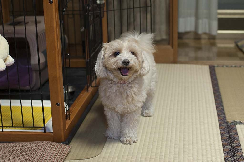 我が家の愛犬　チャミ