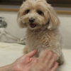 我が家の愛犬　チャミ