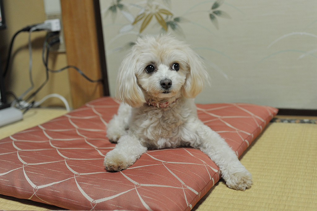 我が家の愛犬「チャミ」
