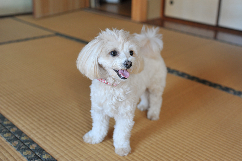 我が家の愛犬「チャミ」