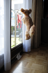 我が家の愛犬「チャミ」