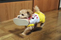 我が家の愛犬「チャミ」