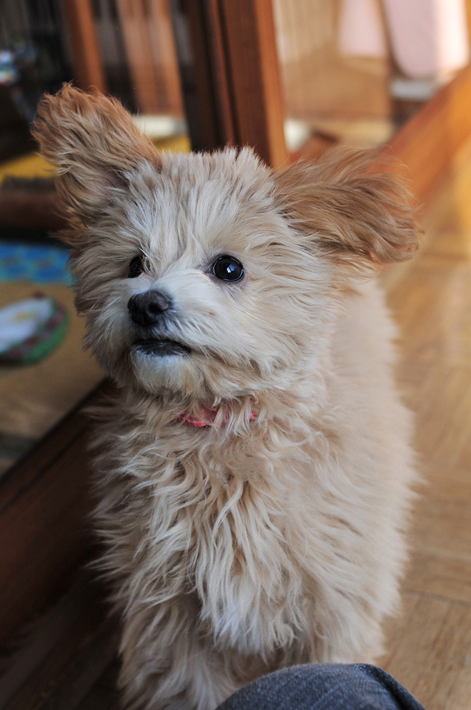 我が家の愛犬「チャミ」