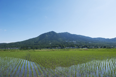 水田に映る筑波山