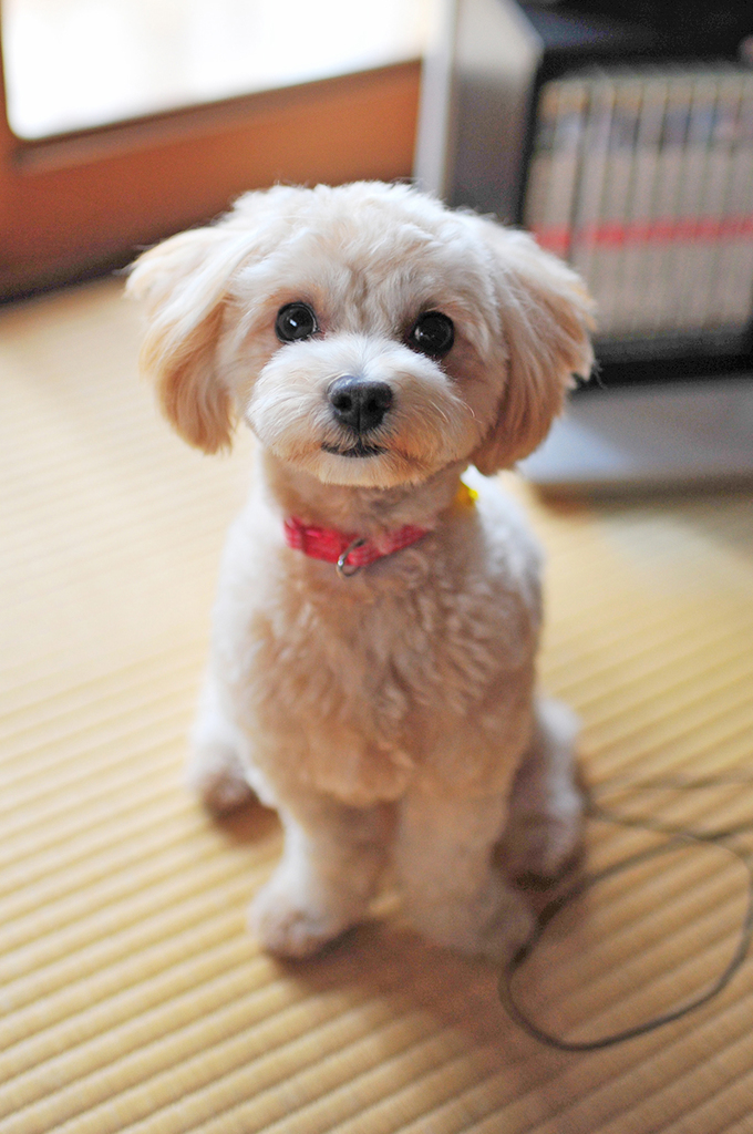 我が家の愛犬「チャミ」