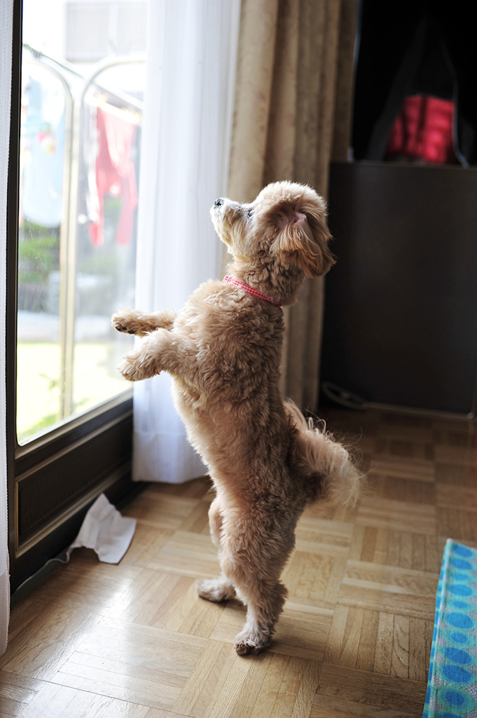 我が家の愛犬「チャミ」