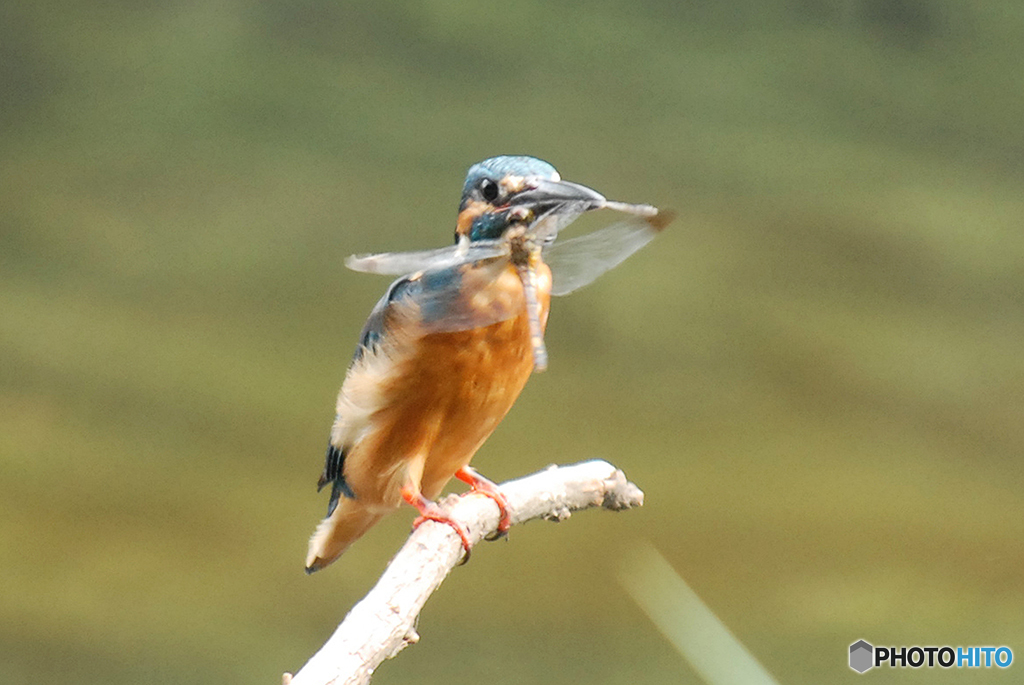 カワセミに捕らえられたトンボ