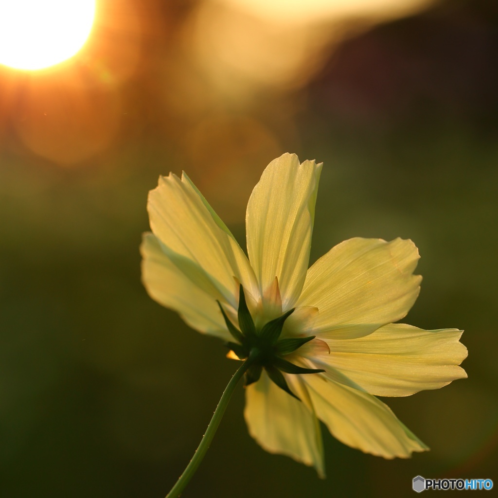 Sunset Yellow