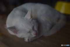 眠り猫