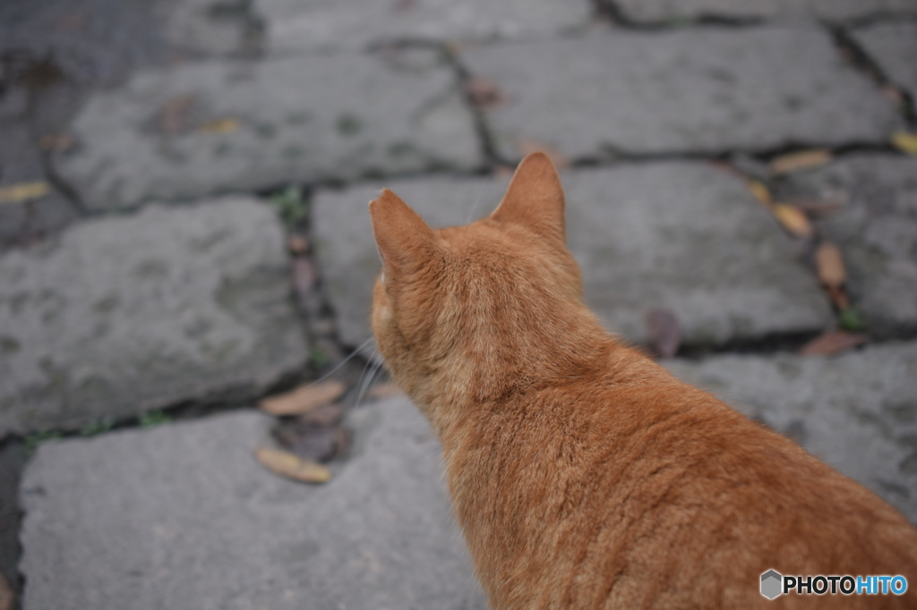 上海植物園の猫