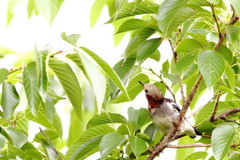 夏が来れば舞い降りる